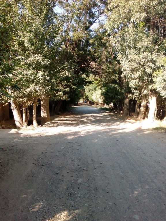 خیابان درختی لشگراباد