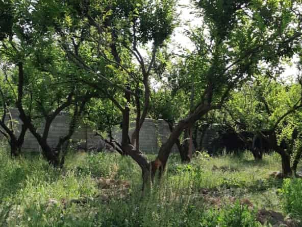 خرید باغچه نقلی در کردان