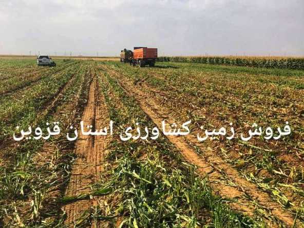 فروش زمین کشاورزی هکتار بالا در قزوین 8